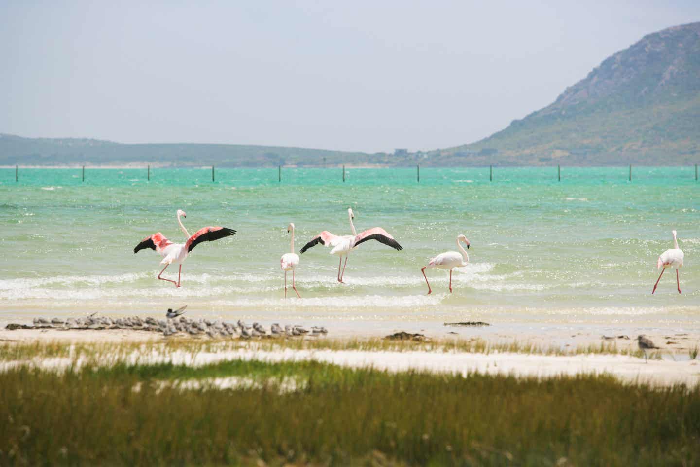 Südafrika Nationalparks: Flamingos im West Coast National Park