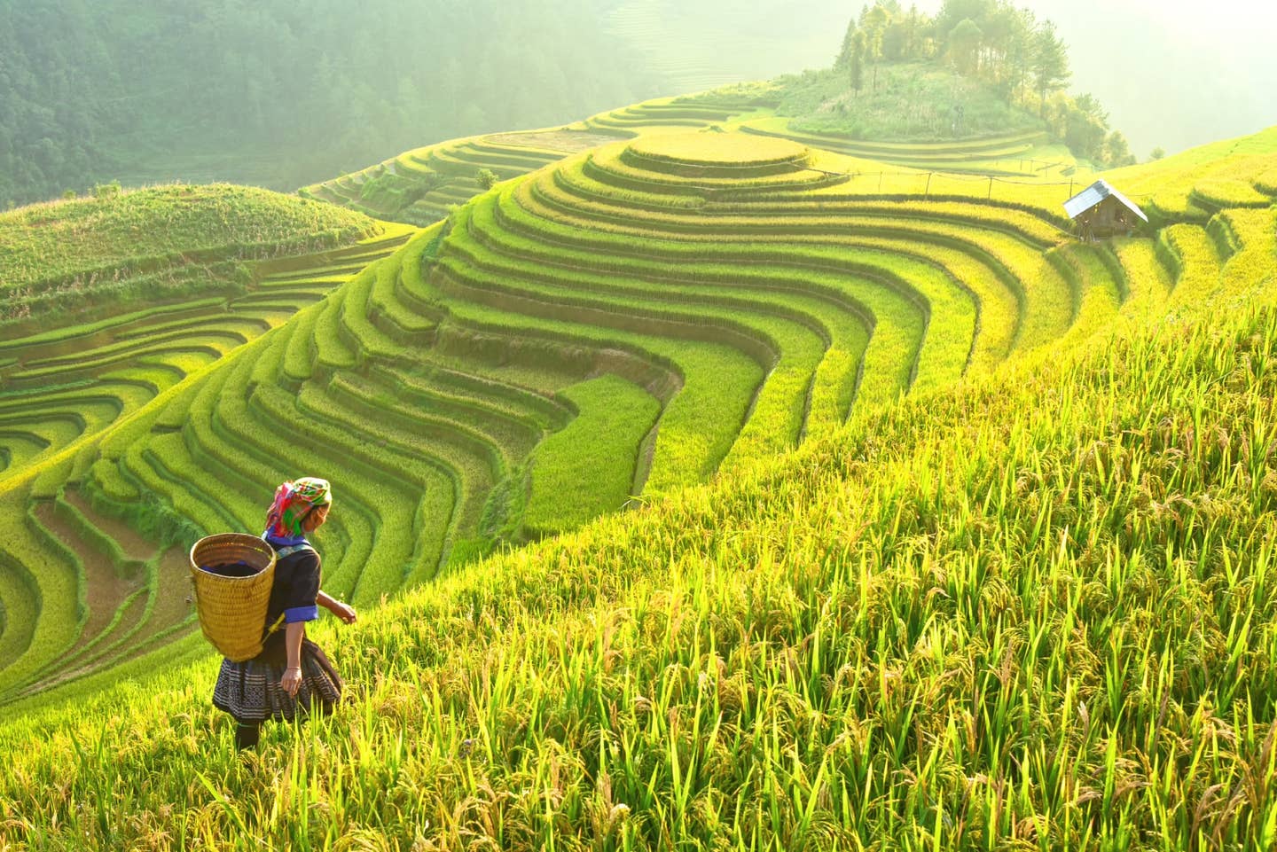 Rundreisen Vietnam: große Reisfelder auf künstlich angelegten Terrassen eines Bergs in Vietnam