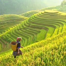 vietnam-reisfelder-t-694050758.jpg