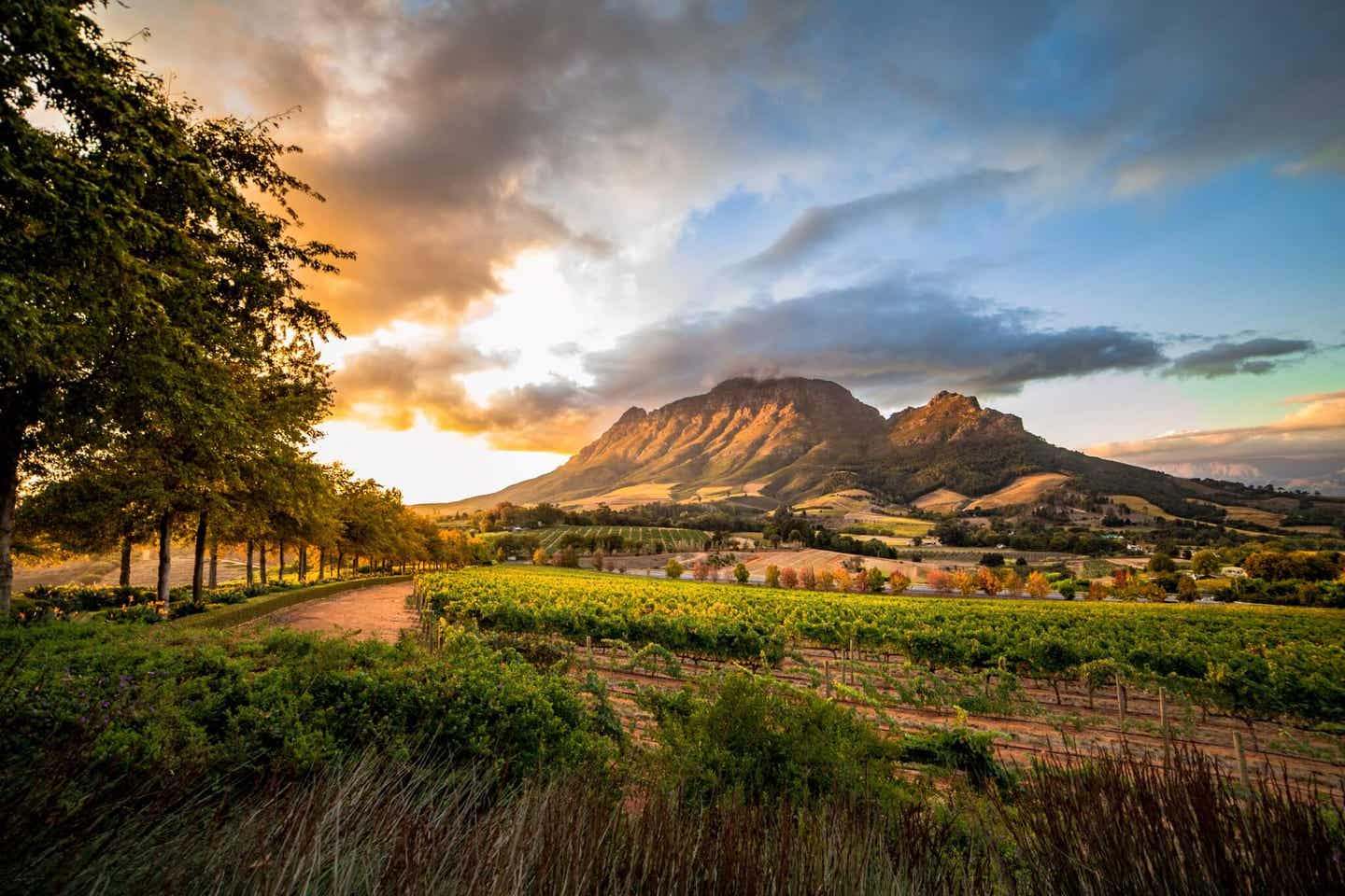 Südafrika Sehenswürdigkeiten: Weinregion Cape Winelands