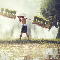 asien-farmer-t-598229504.jpg