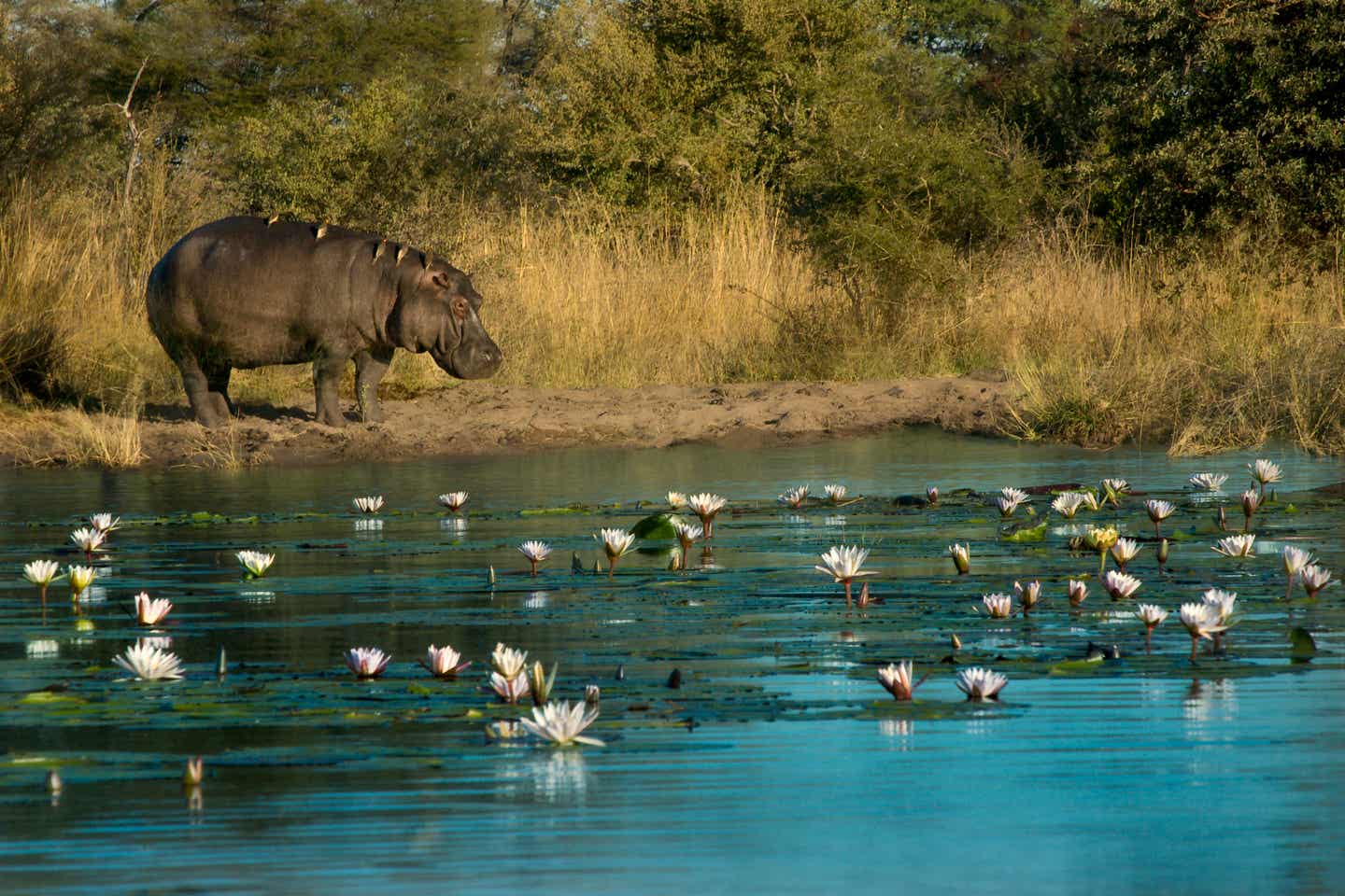 Namibias Nationalparks: Flusspferd mit Vögeln auf dem Rücken