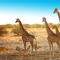 Hotels Madikwe Game Reserve