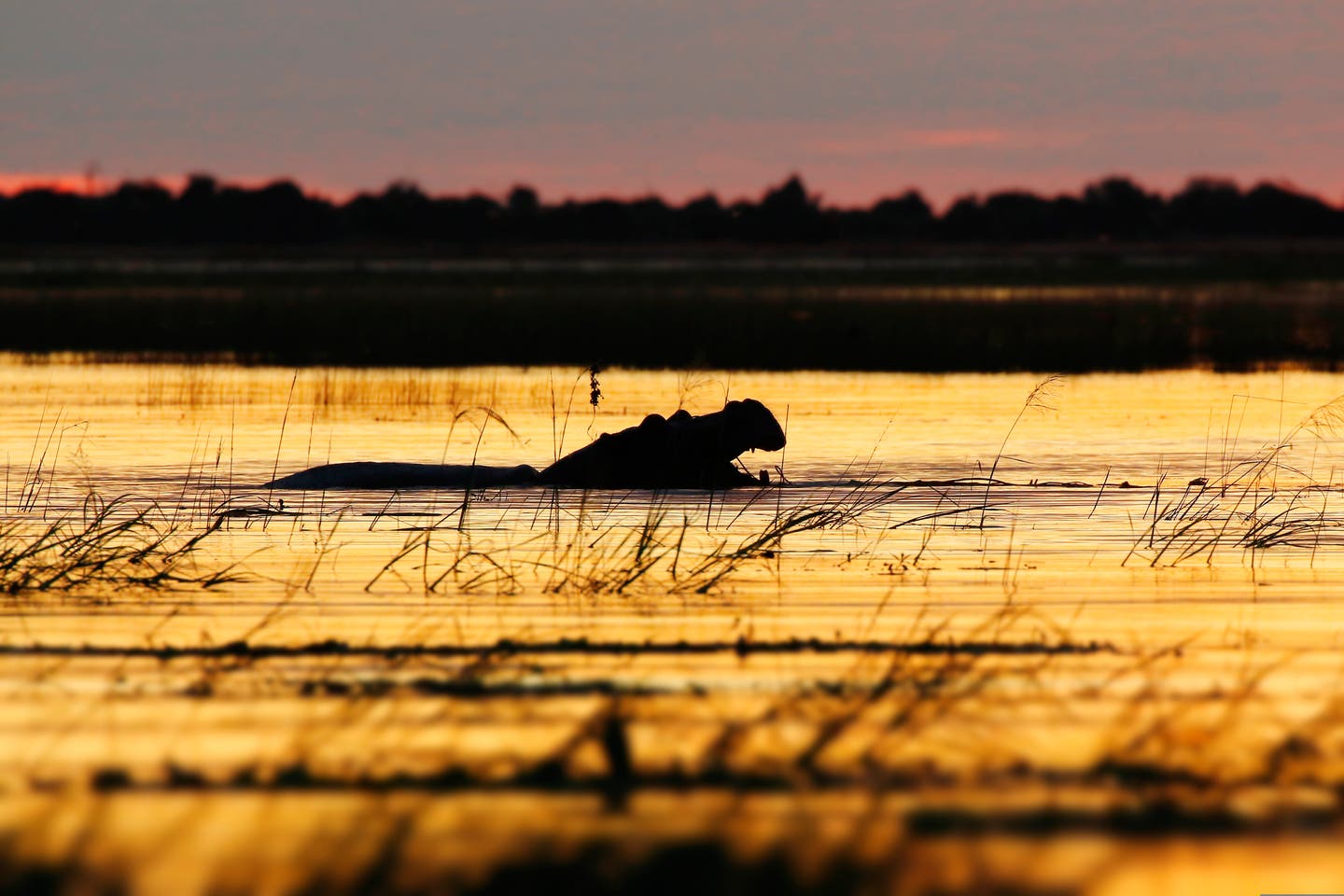 Botswana Chobe Nationalpark Nilfperd