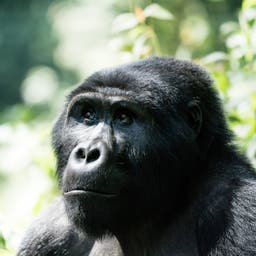 uganda-gorilla-g-495623794.jpg
