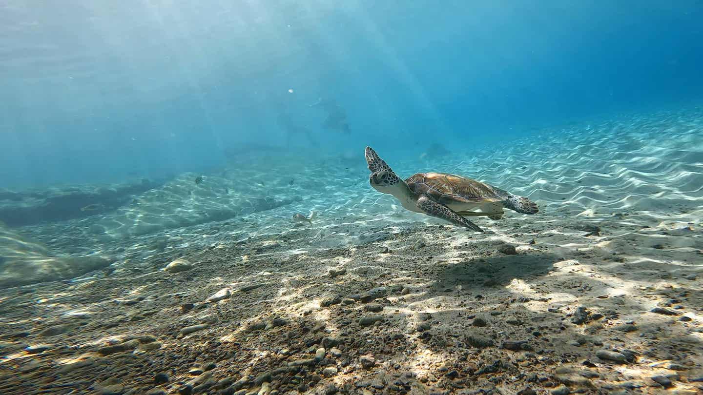 Curaçao Sehenswürdigkeiten: Schildkröte unter Wasser