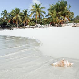 bonaire-strand-mit-muscheln-g-157404493.jpg