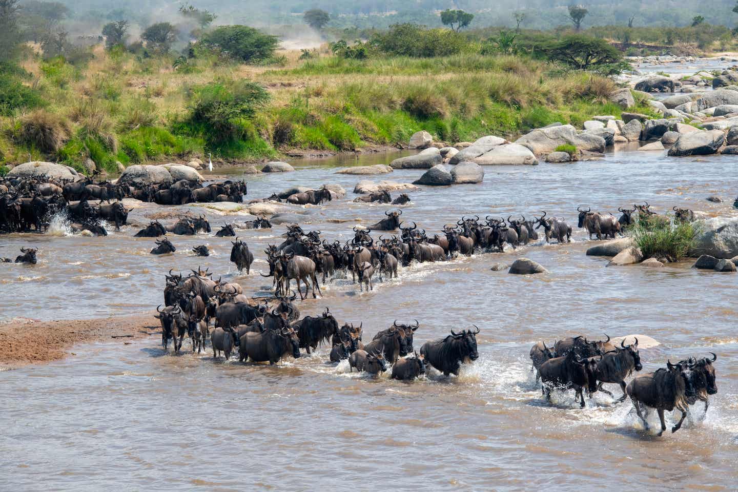 Serengeti Nationalpark: Gnus durchqueren einen Fluss