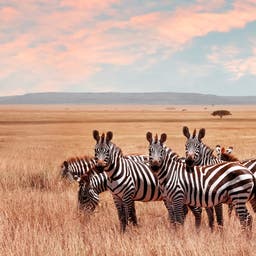 afrika-safari-zebras-g-1046958338.jpg