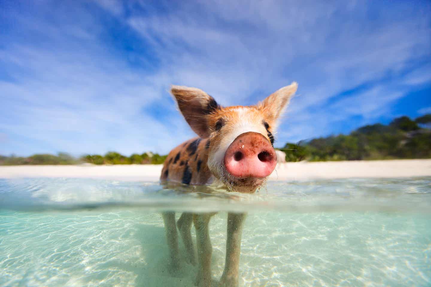 Karibik Strände: Schwein im Wasser