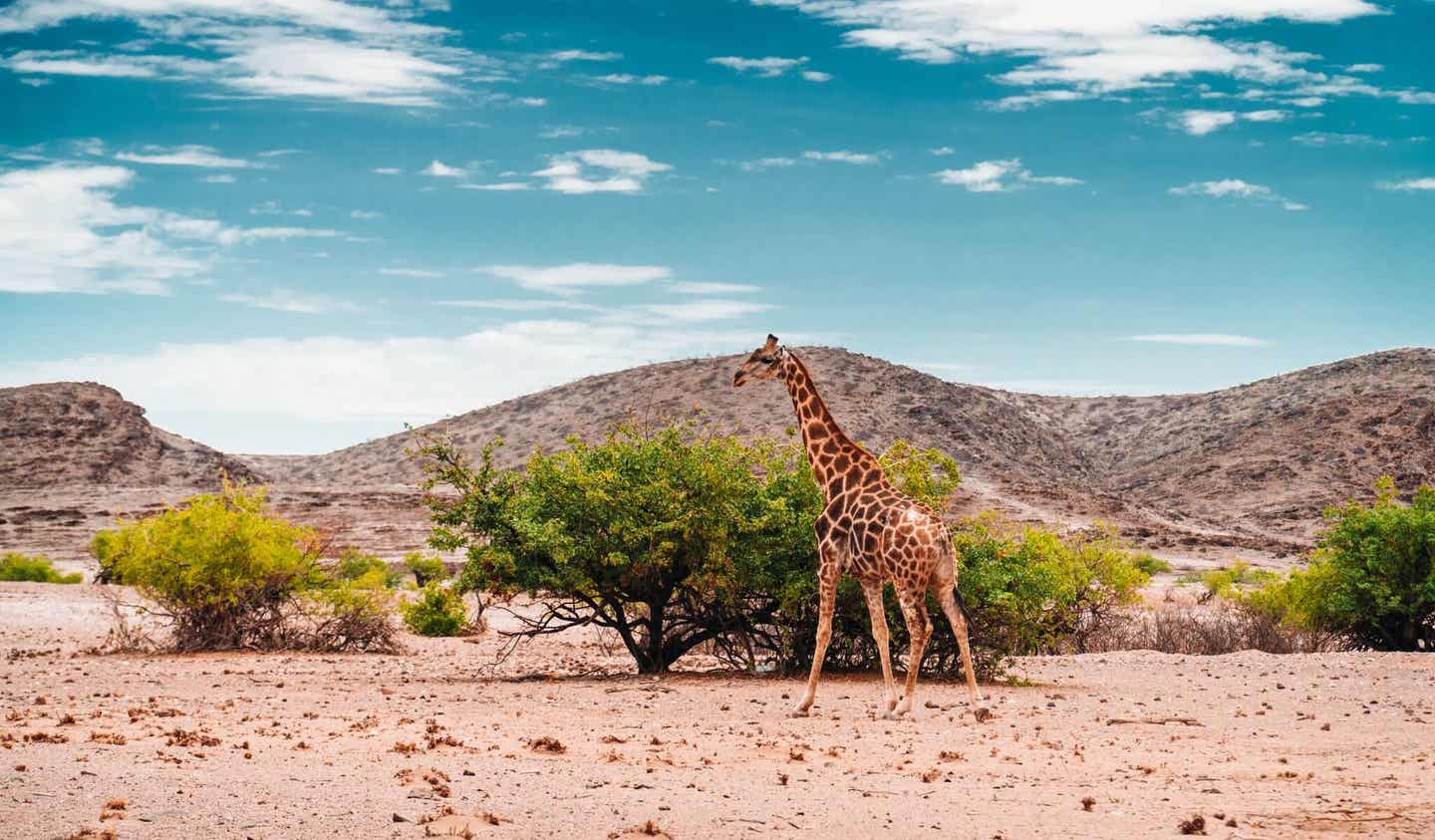 Afrika: Beste Reisezeit für Namibia