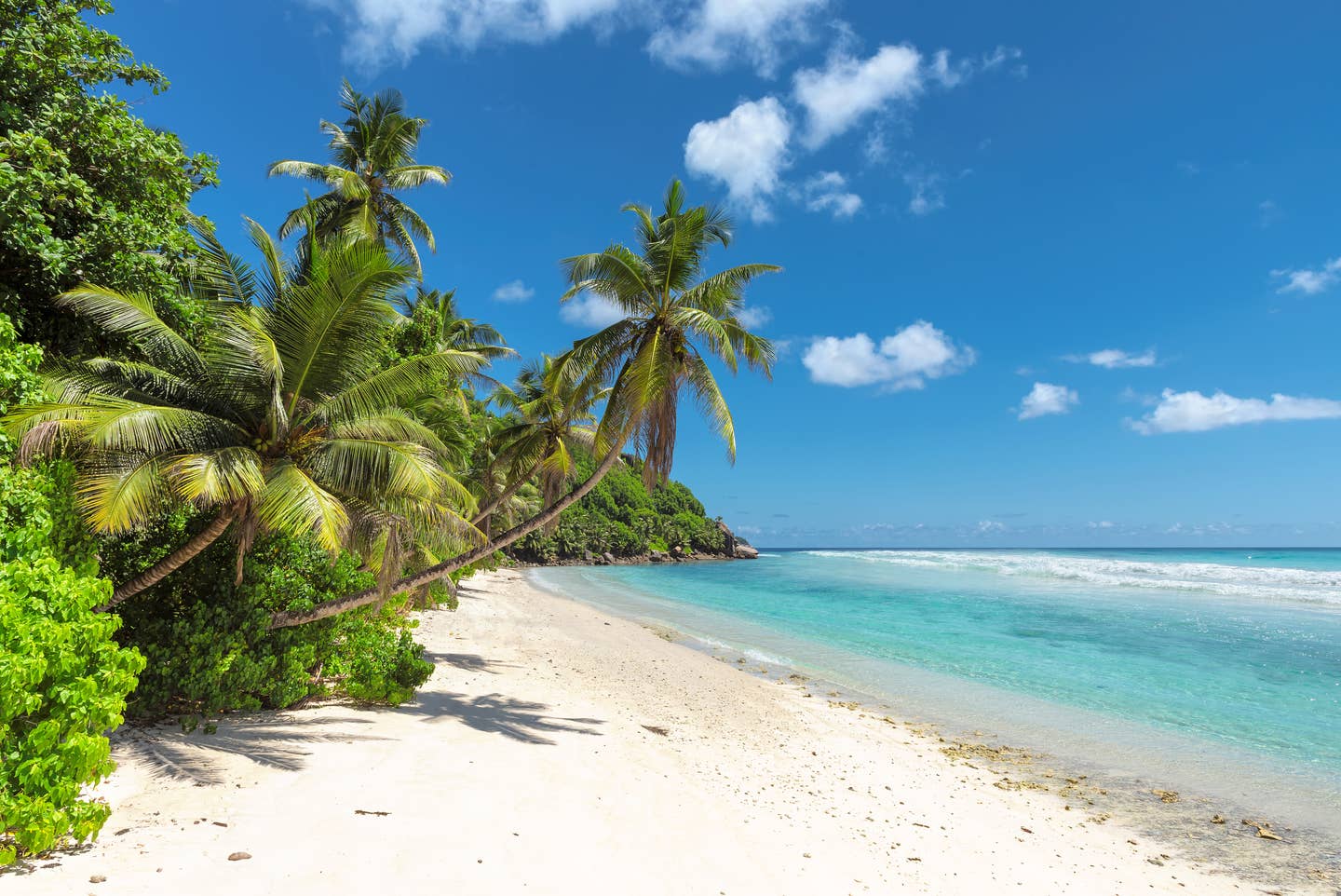 Barbados Urlaub: Kokospalmen am St. James Strand Barbados Urlaub: Kokospalmen am St. James Strand