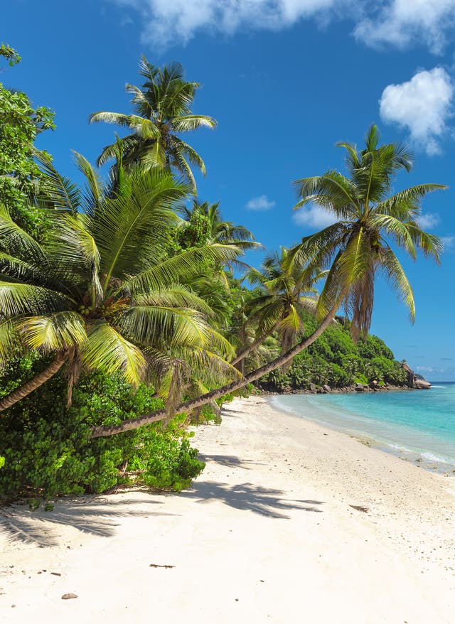 Barbados Urlaub Barbados Urlaub: Kokospalmen am St. James Strand