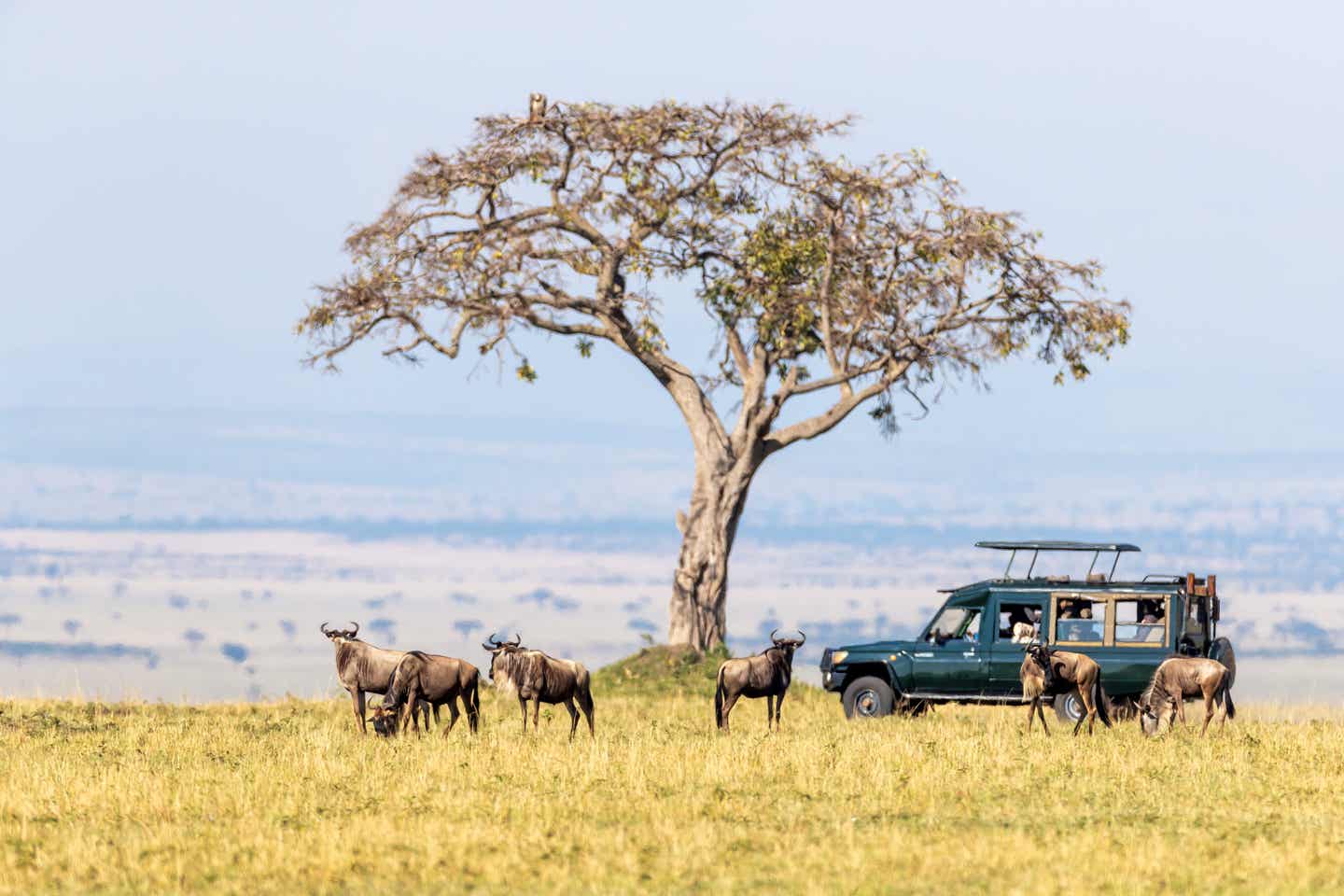 Kenias Währung: Safarifahrzeug und Gnus