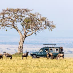 kenia-safari-und-gnus-g-1321289761.jpg