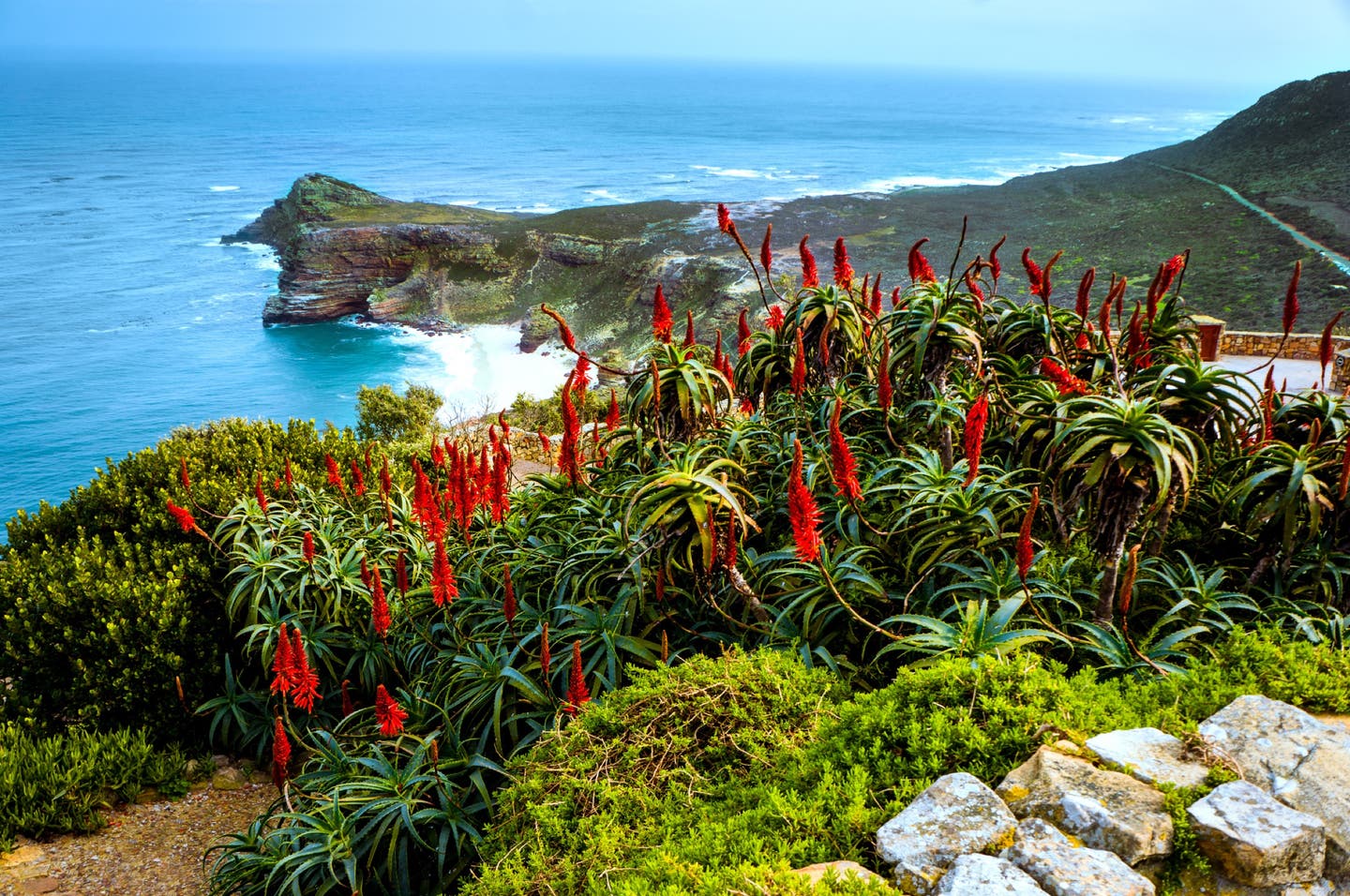 Südafrika Kapstadt Blumen