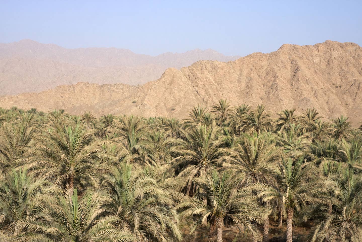 Rundreisen Vereinigte Arabische Emirate: Blick auf die Oase Fujairah