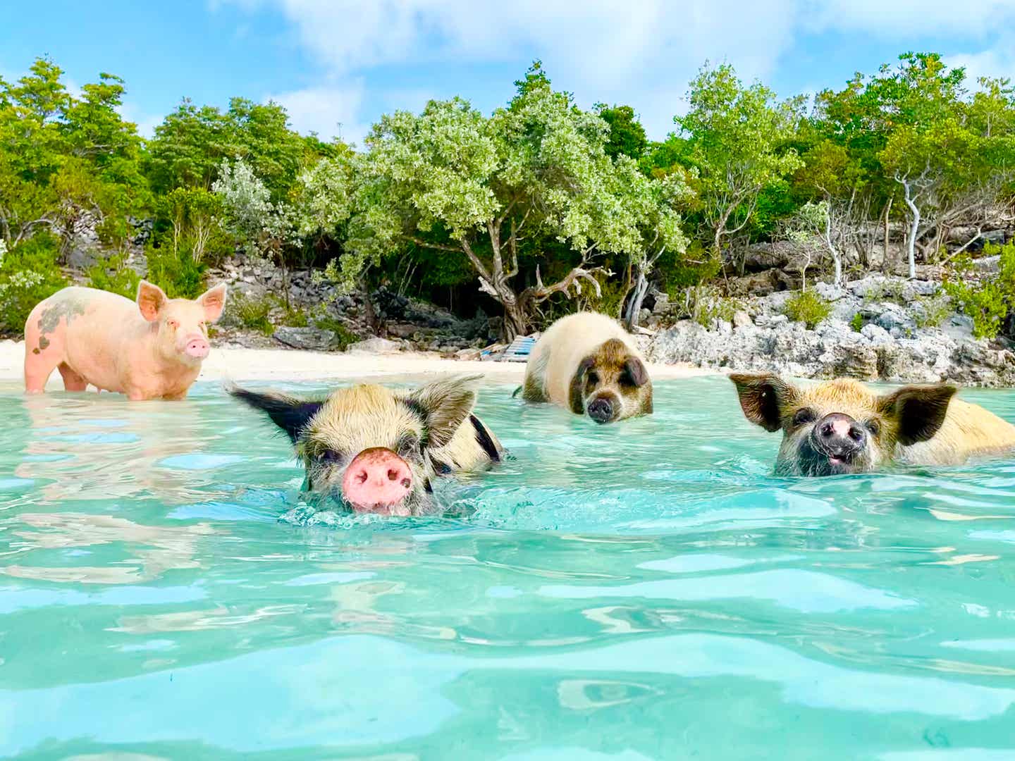 Karibik schönste Inseln: Schweine am Pig Beach