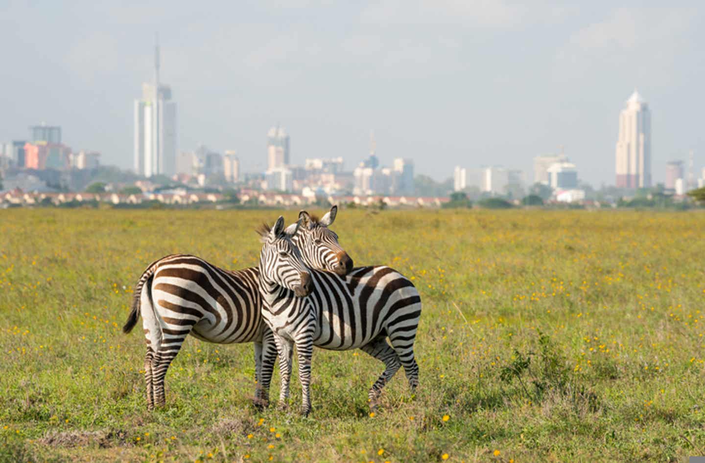 Kenia Sehenswürdigkeiten: Zebras in der Nähe von Nairobi