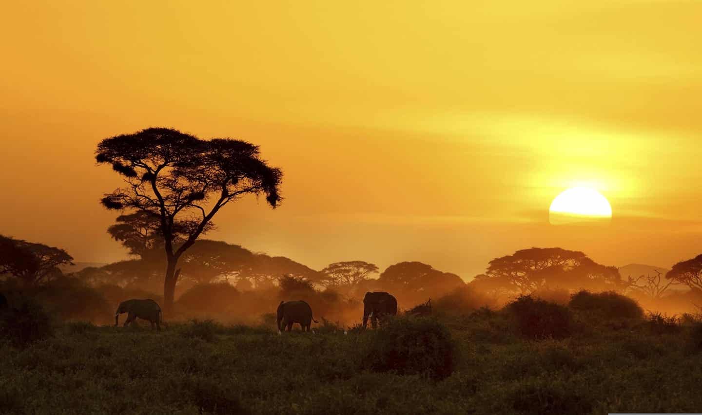 Afrika Kenia Savanna Sonnenuntergang