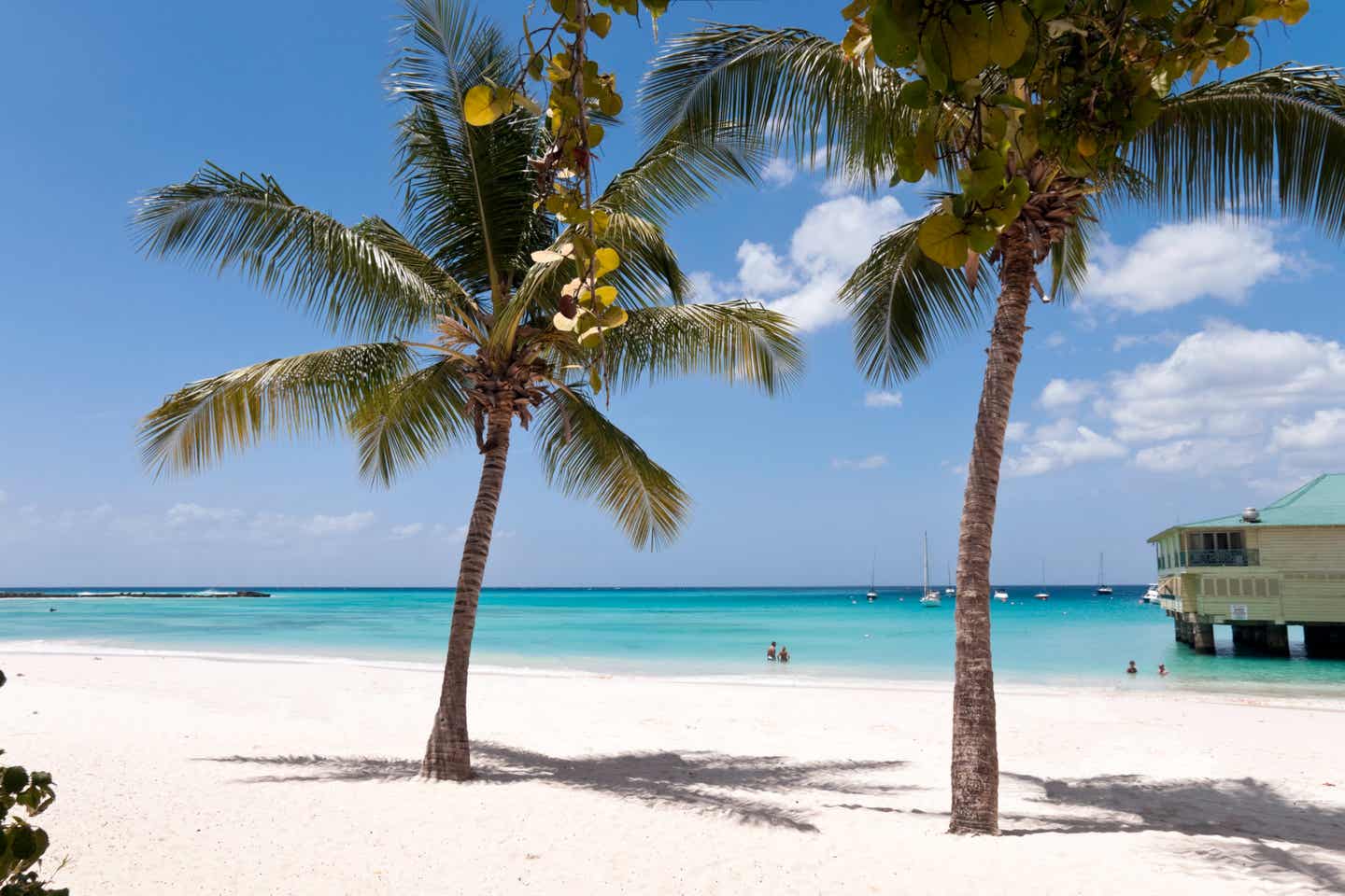 Karibik Strände: Palmen am Sandstrand auf Barbados