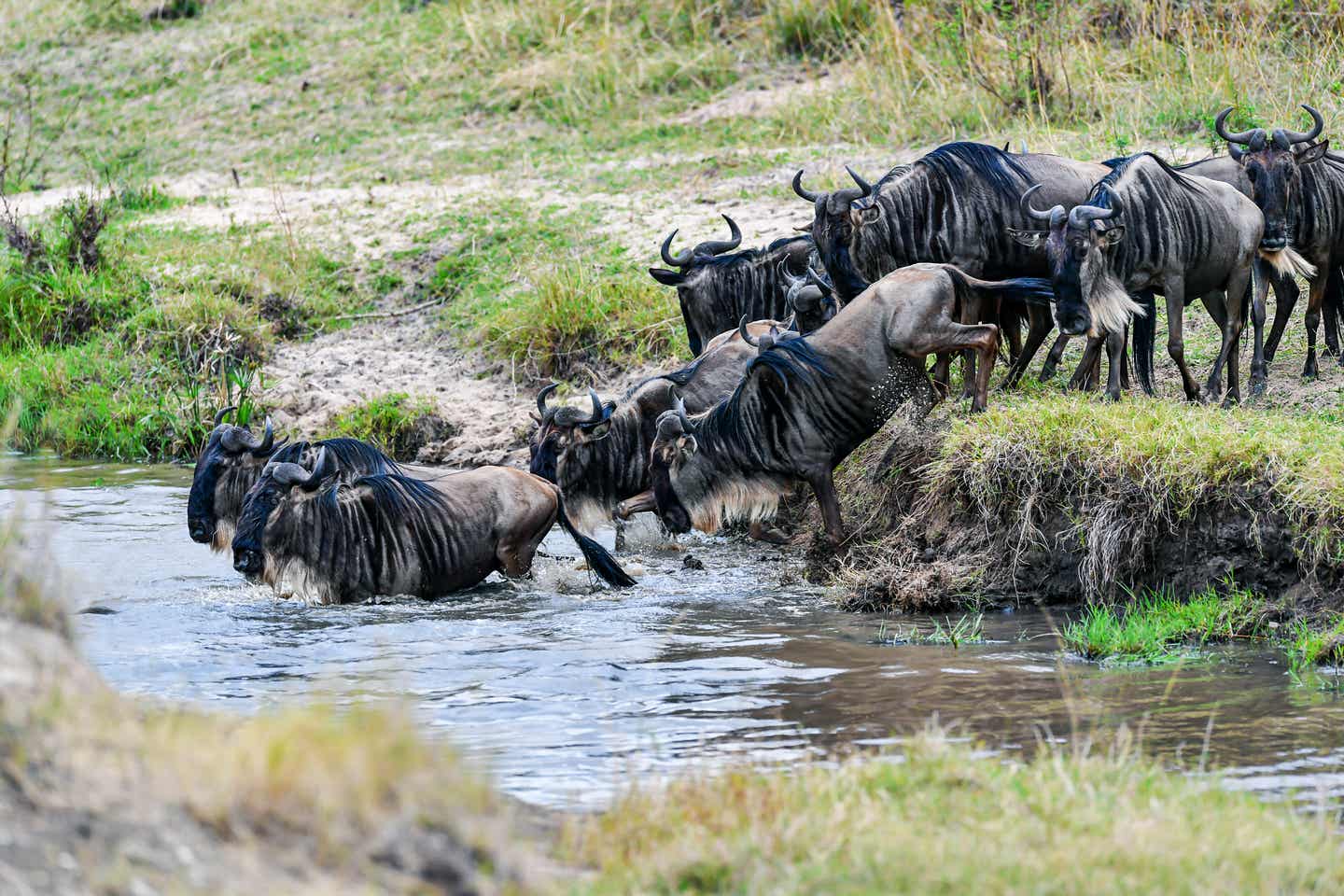 Tansania beste Reisezeit: Gnus in der Masai Mara