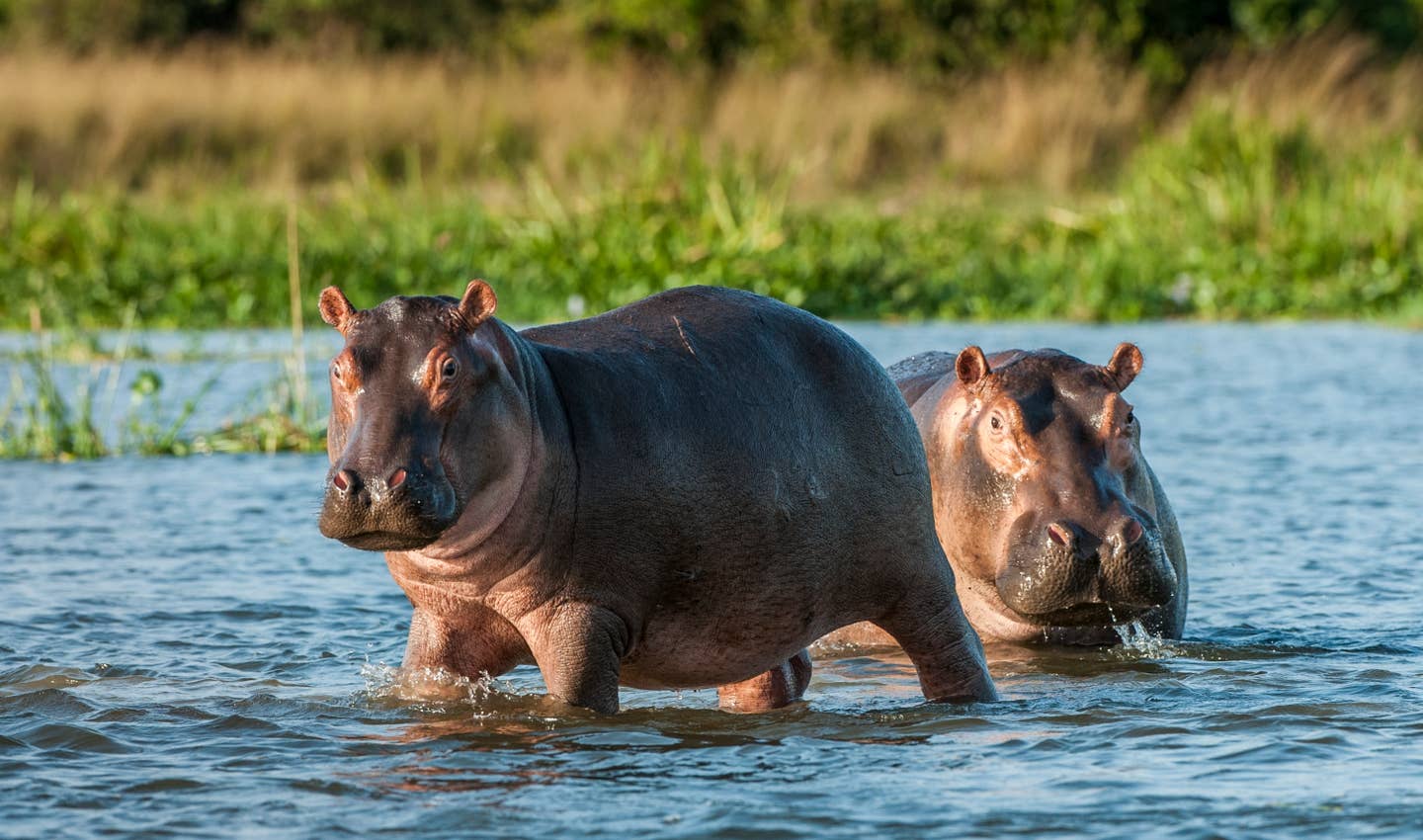 Rundreisen Simbabwe: zwei Nilpferde baden in einem Fluss in Simbabwe