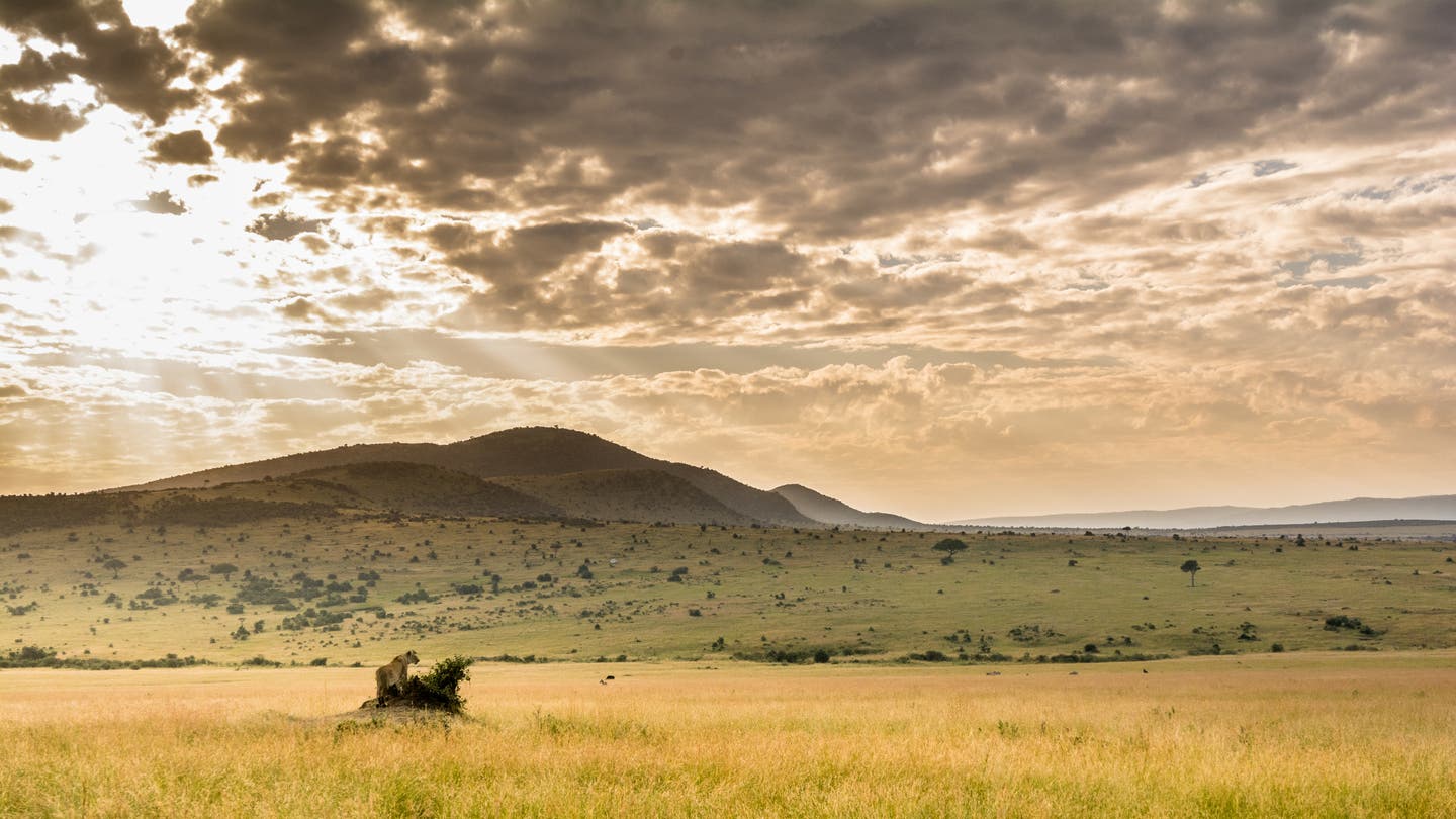 Kenia Masai Mara Löwe