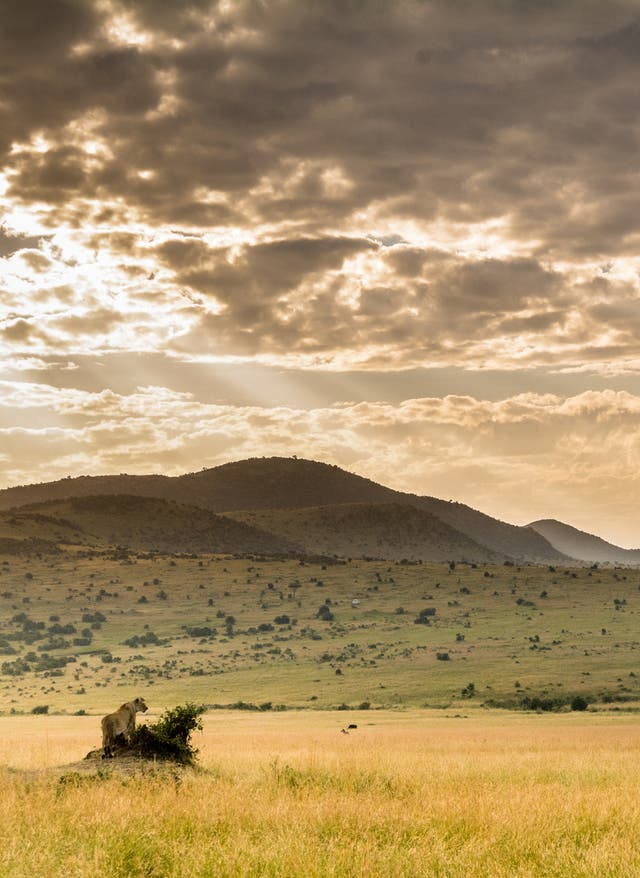 Masai Mara Naturschutzgebiet