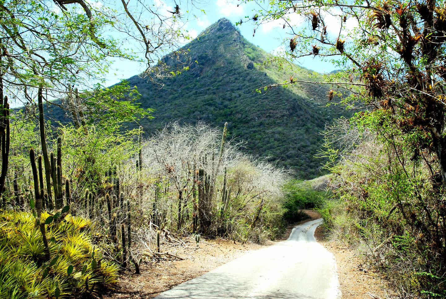 Curaçao Sehenswürdigkeiten: der Christoffelberg