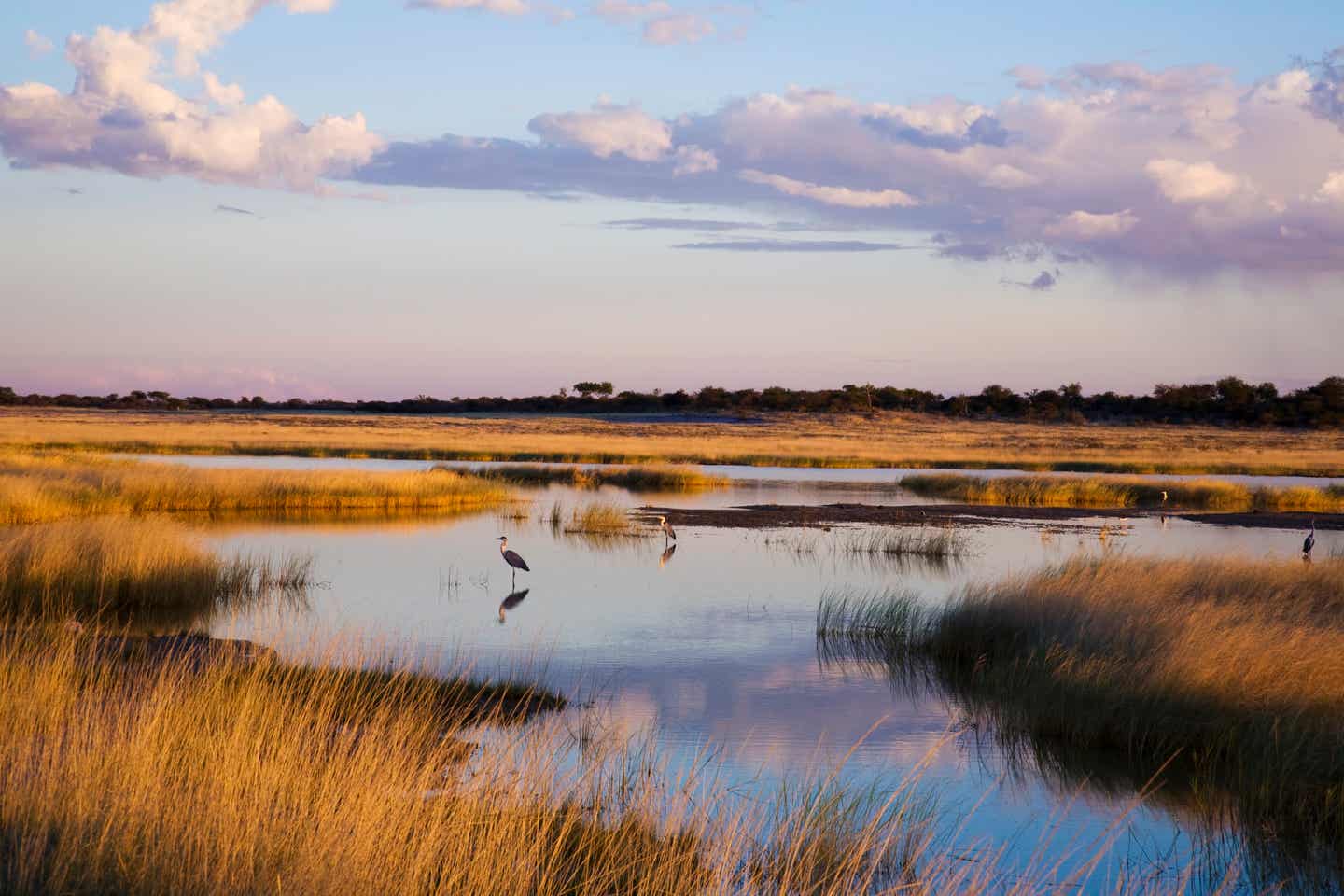 Namibia Reisezeit: Caribous im Etosha-Nationalpark