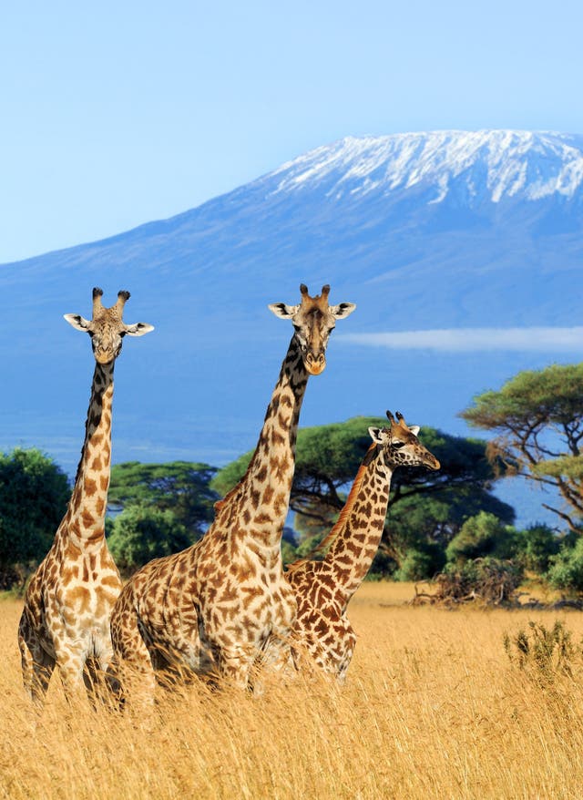 Winterurlaub finden Winterurlaub in Kenia