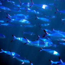 malediven-fish-a-1096998_1920.jpg