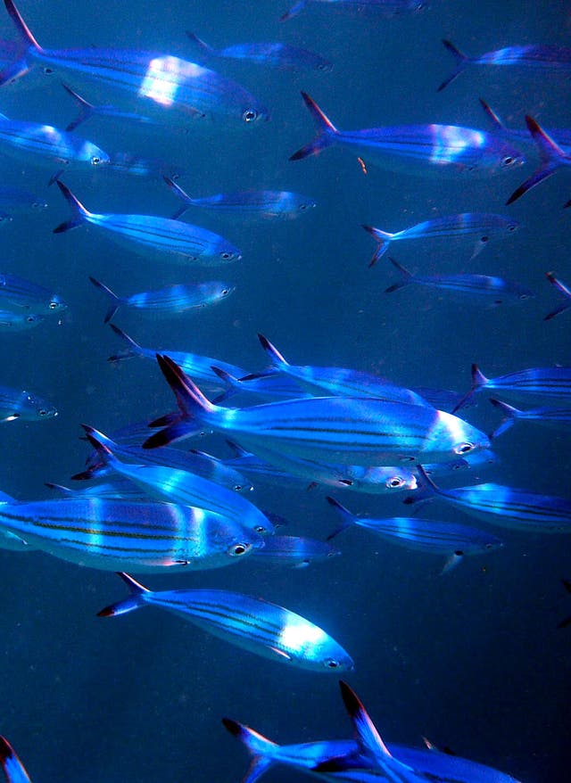 Tauchen auf den Malediven Malediven Fischschwarm