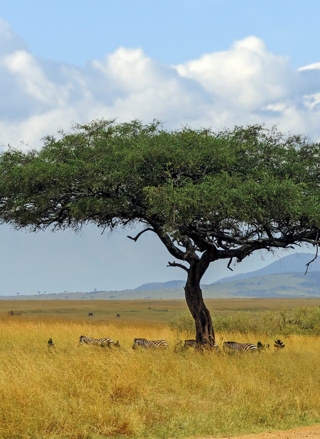Reisetipps Afrika Kilimanjaro in Kenia
