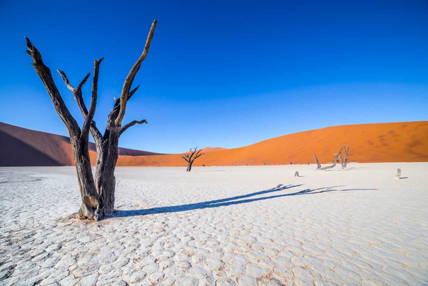 Namibias Sehenswürdigkeiten: Toter Kameldorn im Deadvlei