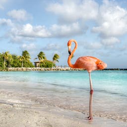 aruba-flamingo-am-flamingo-beach-g-1071910150.jpg
