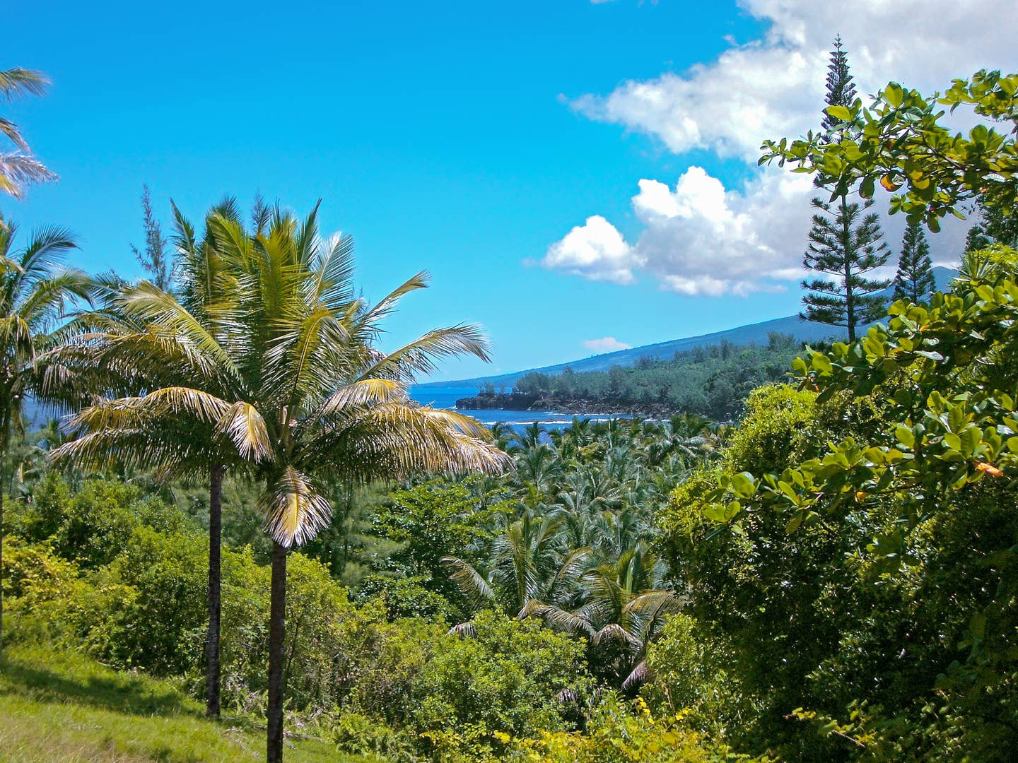 La Réunion Dschungel Palmen