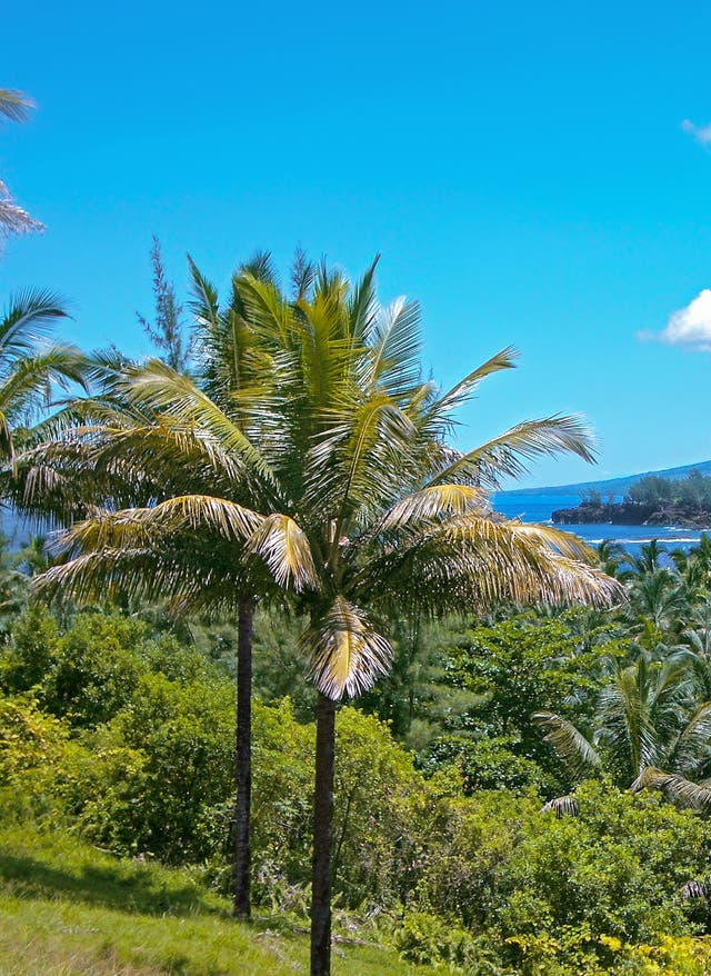 Reisezeit und Klima La Réunion La Réunion Dschungel Palmen