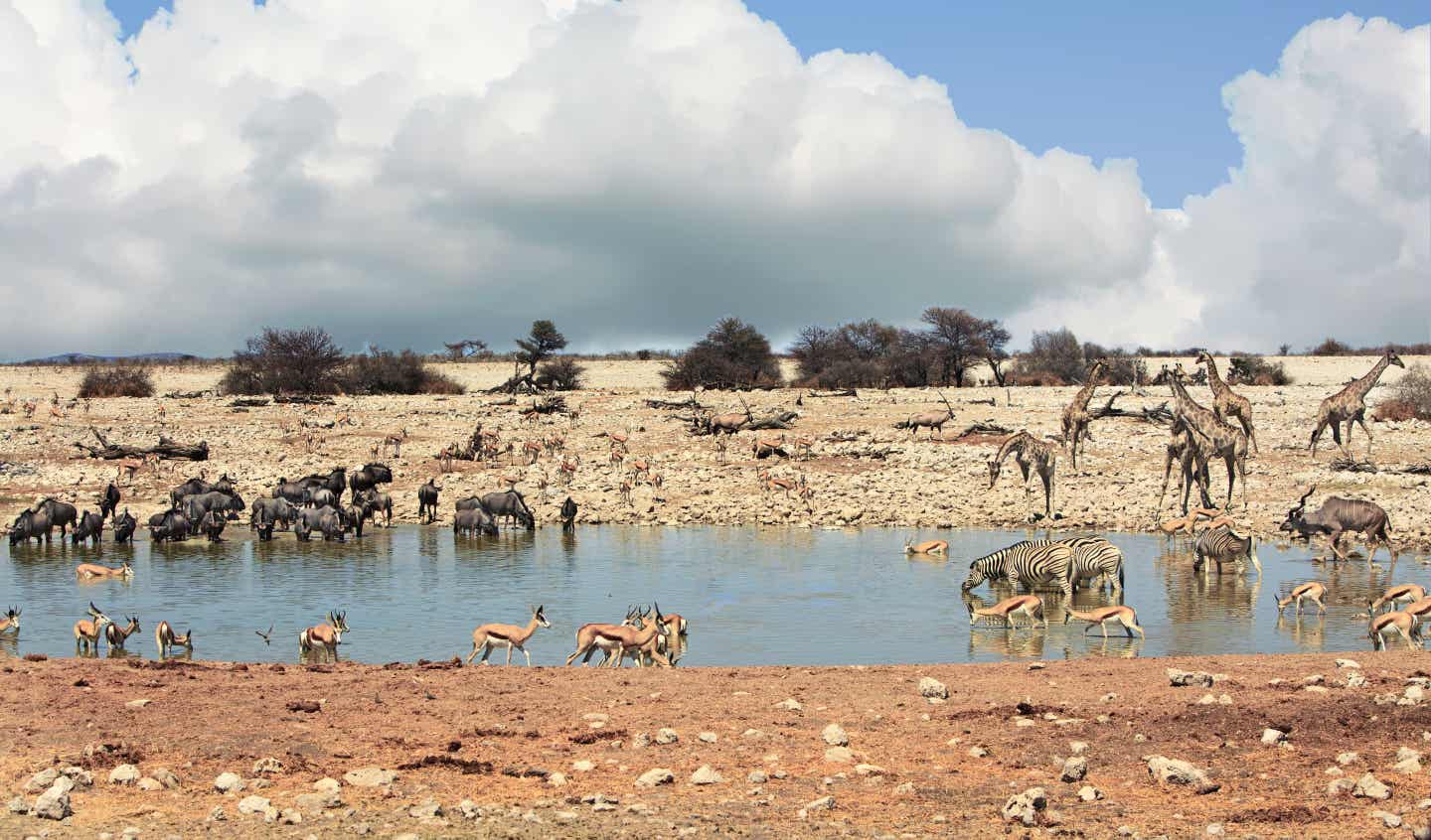 Namibia Etosha Park: Tiere an einem Wasserloch