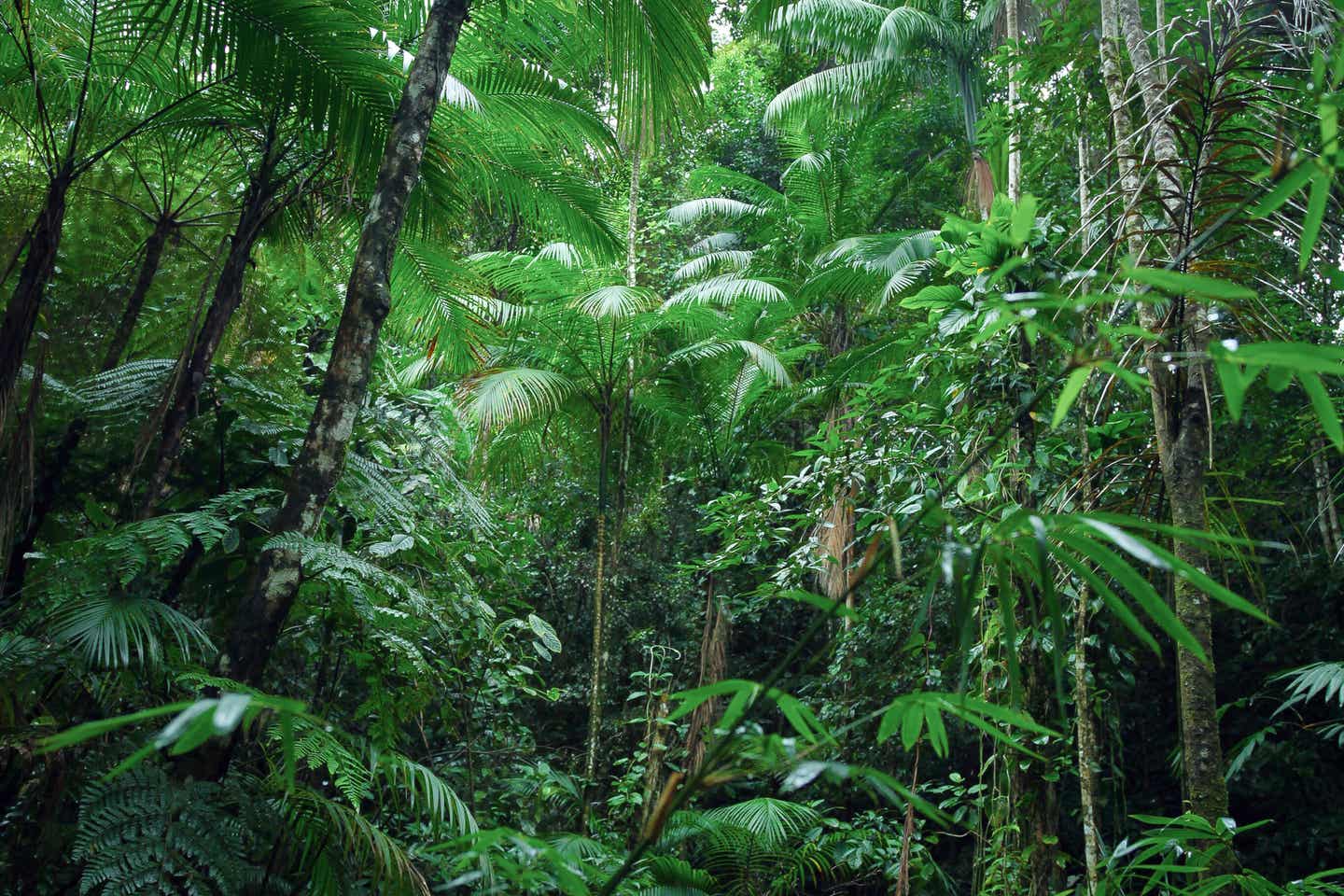 Amazonaswald in Brasilien