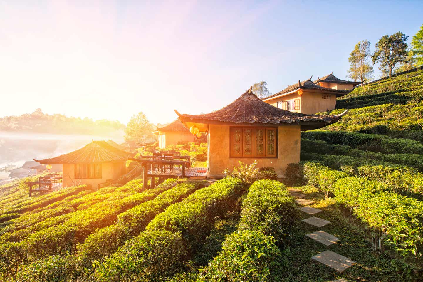 Thailand Goldenes Dreieck Teeplantagen
