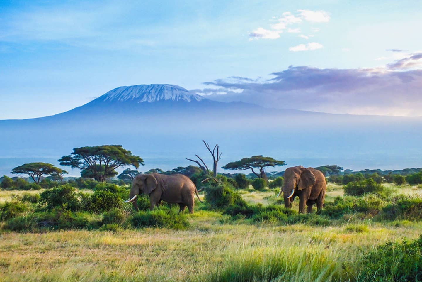 Rundreisen Nairobi: Elefanten in Kenia mit Berg Kilimandscharo im Hintergrund Rundreisen Nairobi: Elefanten in Kenia mit Berg Kilimandscharo im Hintergrund