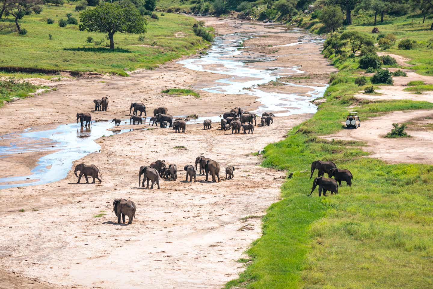 Tansania Sehenswürdigkeiten: Elefanten im Tarangire Nationalpark