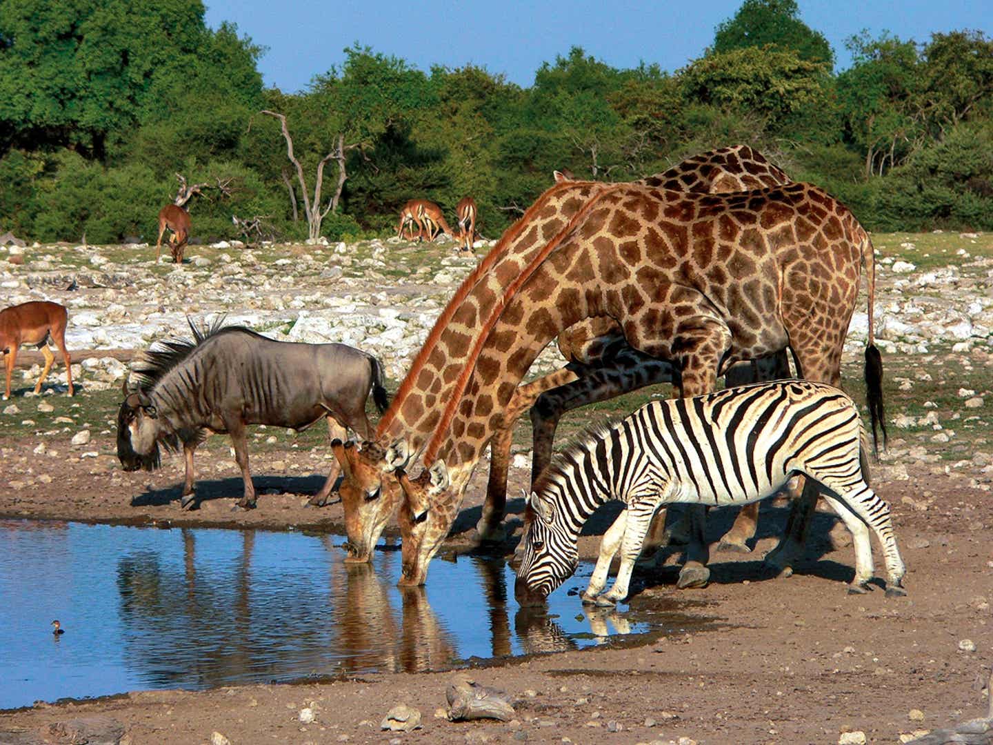 Afrikas Nationalsparks: Giraffen und Zebras im Etosha-Nationalpark in Namibia