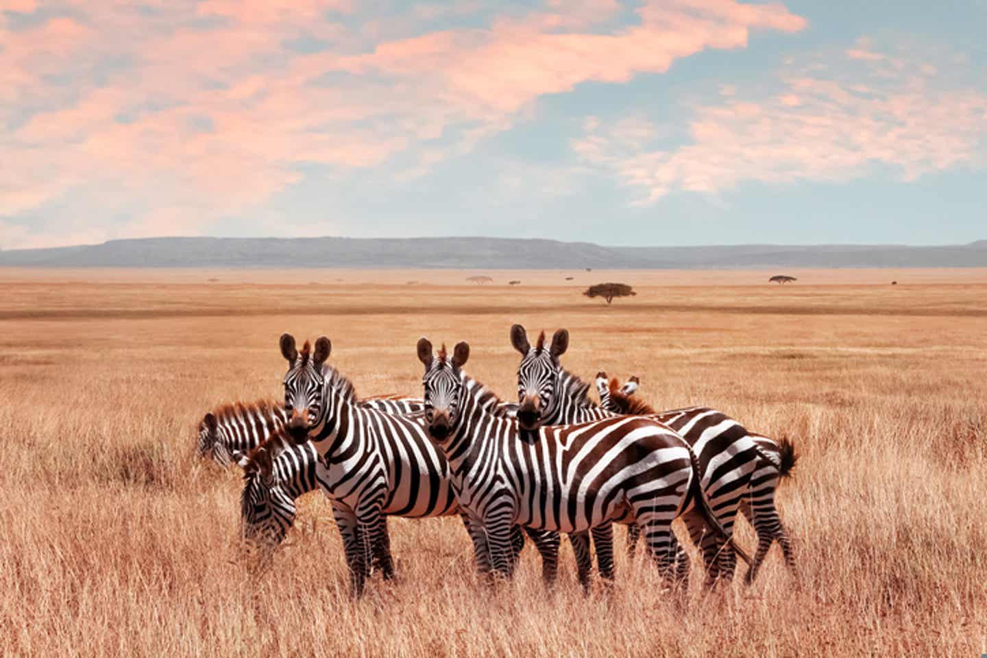 Tansania Urlaub: Zebras im Serengeti Nationalpark