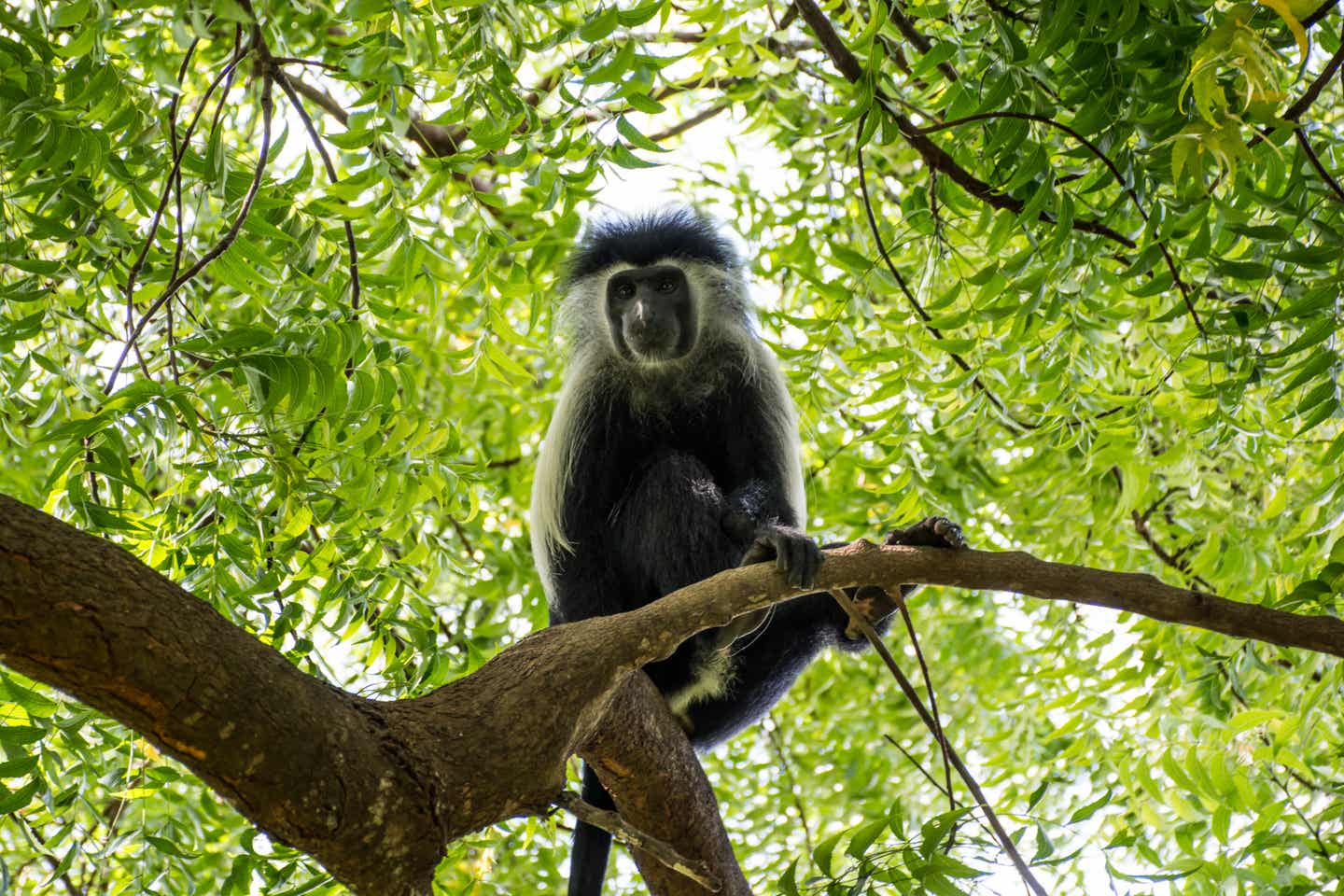 Diani Beach Kenia: Affe im Baum