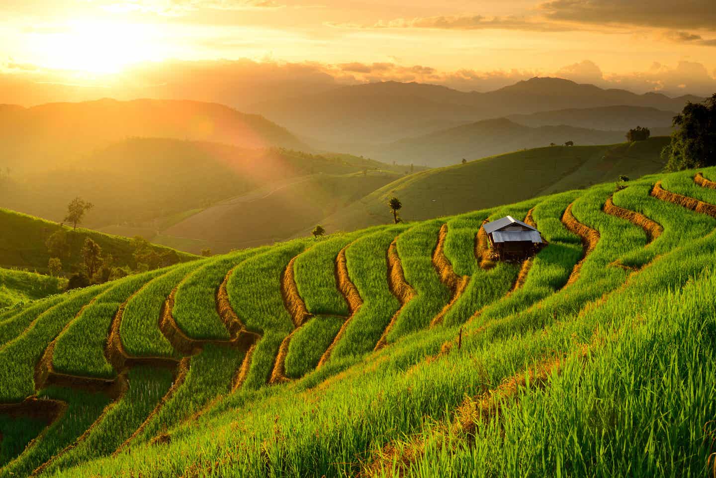 Thailand Chiang Mai Teeplantagen