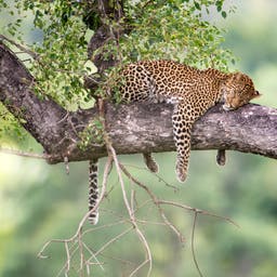 afrika-safari-leopard-g-686646364.jpg