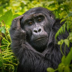 uganda-gorilla-t-962748202.jpg